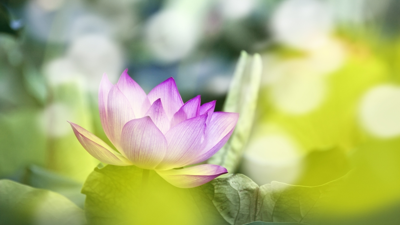 蓮　ハス　花　華　ドゥルージ　瑪瑙　アゲート　カービング　天然石 マダガスカル産]ピンクフラワードゥルージーアゲート丸玉⁄瑪瑙スフィア