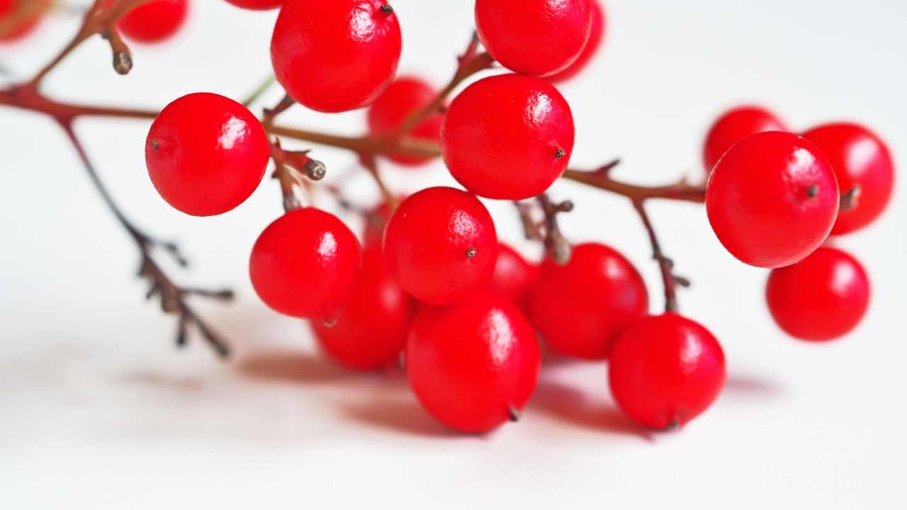 新潟県,上越市,フラワーアレンジメント教室,造花,アーティフィシャルフラワー,アーティフィシャルフラワー教室,ペンタスモア