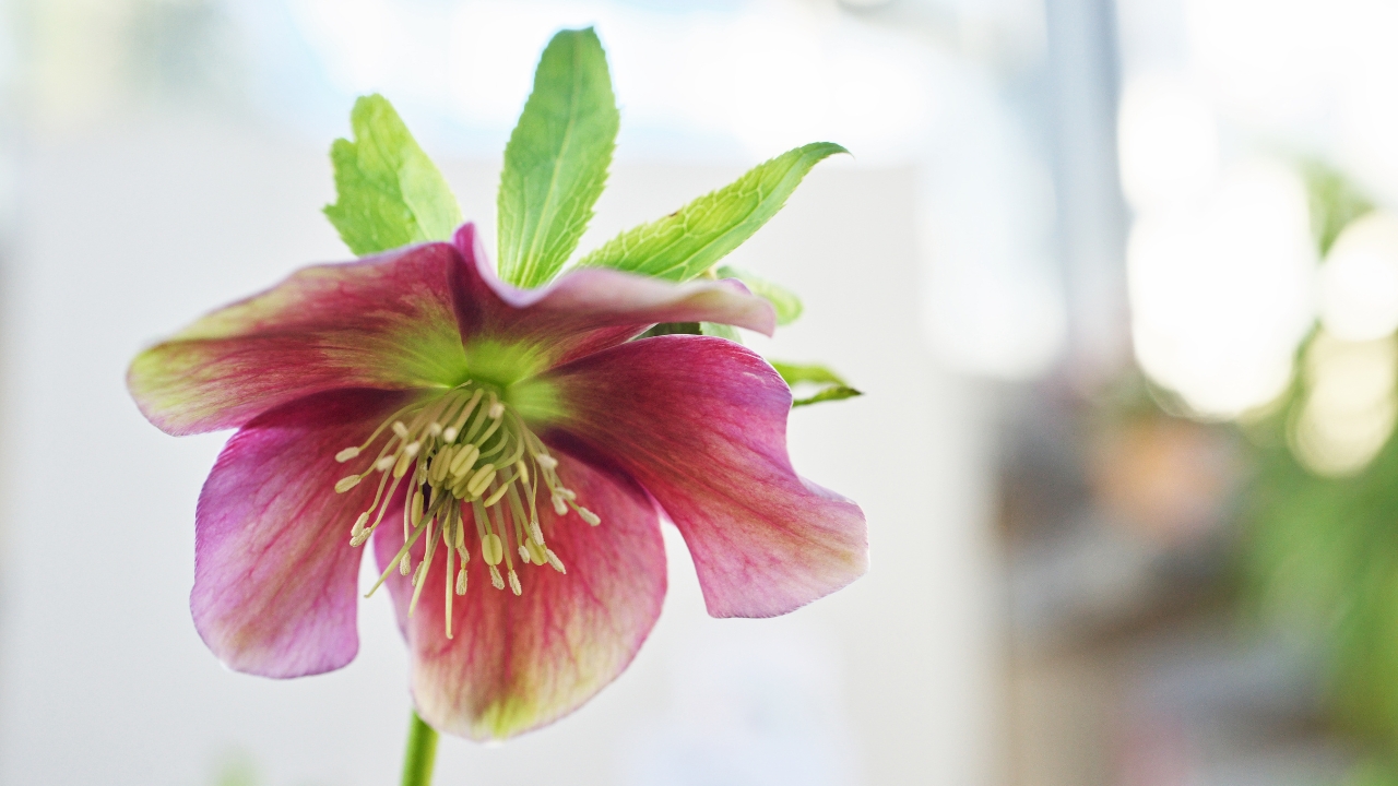 新潟県,上越市,フラワーアレンジメント教室,造花,アーティフィシャルフラワー,アーティフィシャルフラワー教室,ペンタスモア